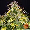 seminka lsd auto happy seeds