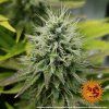 feminizovana semena konopi pineapple chunk