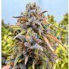 semena konopi auto kingston punch happy seeds
