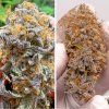 semena marihuany auto kingston punch dutch passion