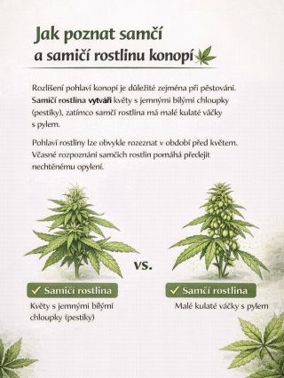 Rozlišení samčí a samičí rostliny konopí je pro pěstitele naprosto zásadní 🌱✨ 🌸 Samičí rostlina vytváří květy s jemnými...