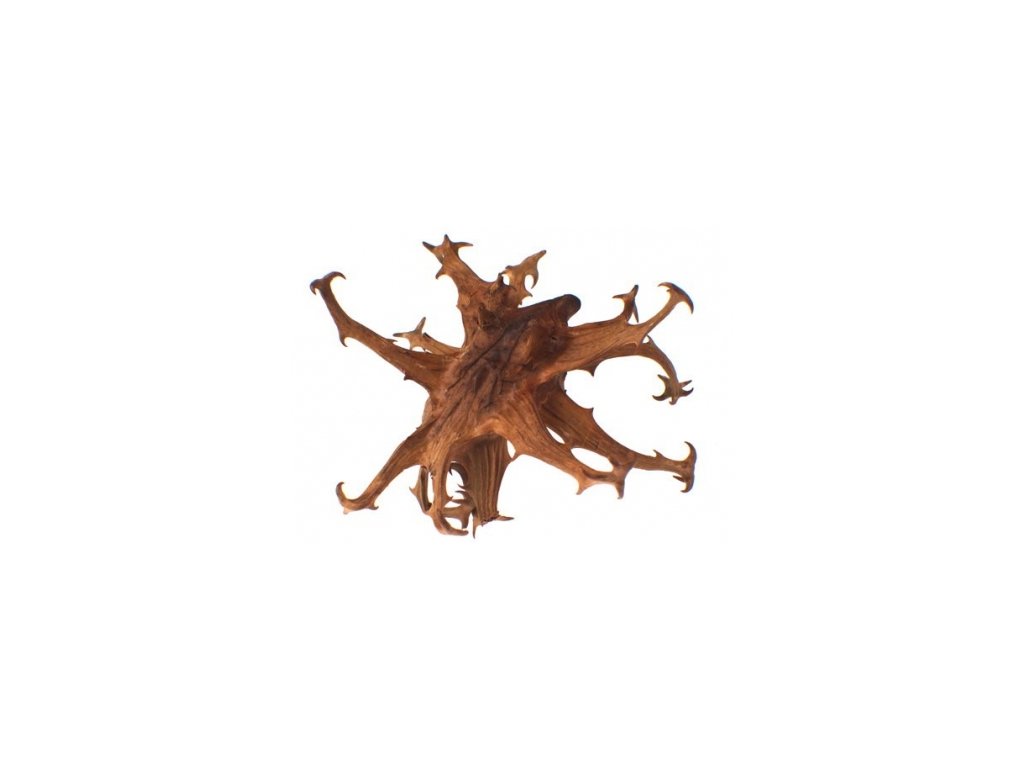 Ďáblův dráp (Harpagofytum procumbens) kořen hrubě mletý
