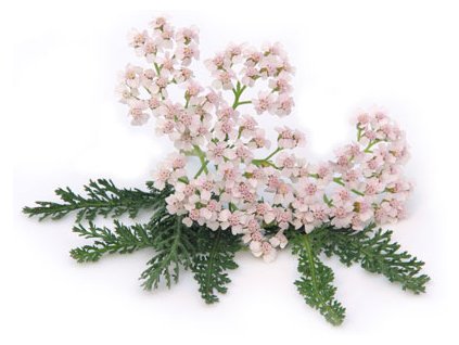 Řebříček obecný (Achillea millefolium) květ