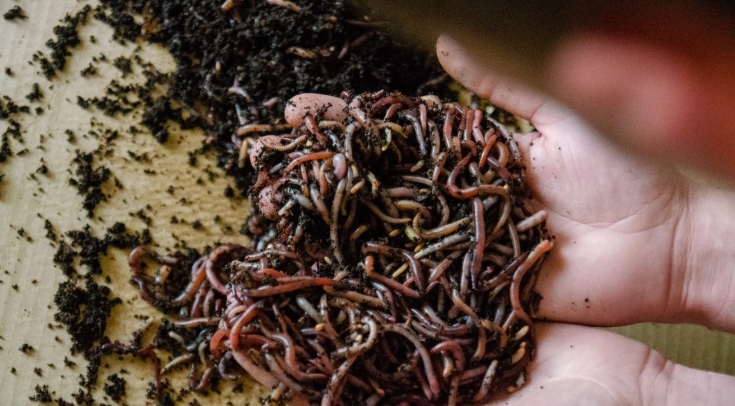 Ako chovať a kŕmiť kalifornské dážďovky?