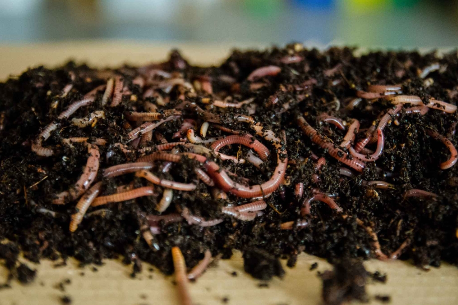 Vermikompostovanie a dážďovky - čo o nich potrebujete vedieť?