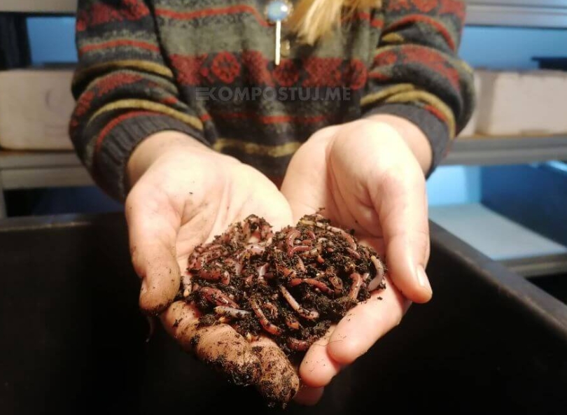 Najčastejšie otázky a odpovede — časť 2: Kalifornské dážďovky