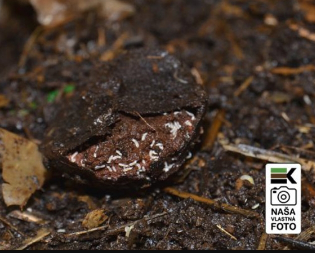 Najčastejšie otázky — časť 3: Mušky, hmyz a larvy