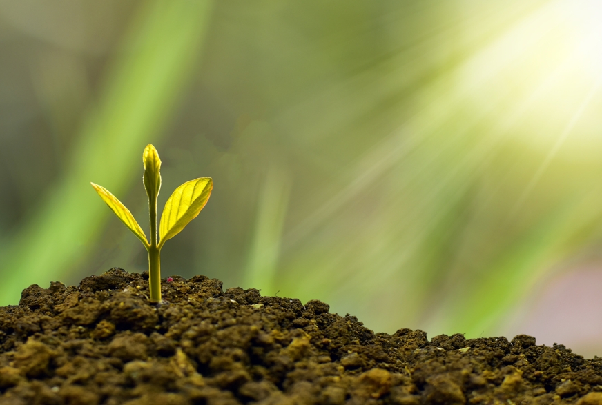 Organicko-minerálne substráty v rovnováhe prírody