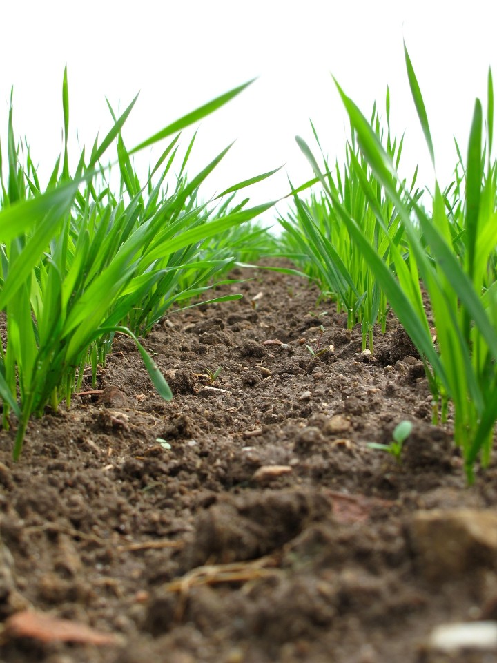 Čo sa deje pod povrchom? Spoznajte život v pôde