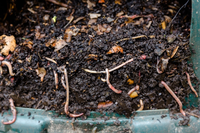 Najčastejšie otázky — časť 4: Zápach a dážďovkový čaj