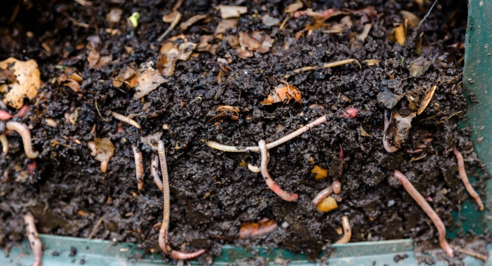 Vermikompostovanie v záhradnom kompostéri