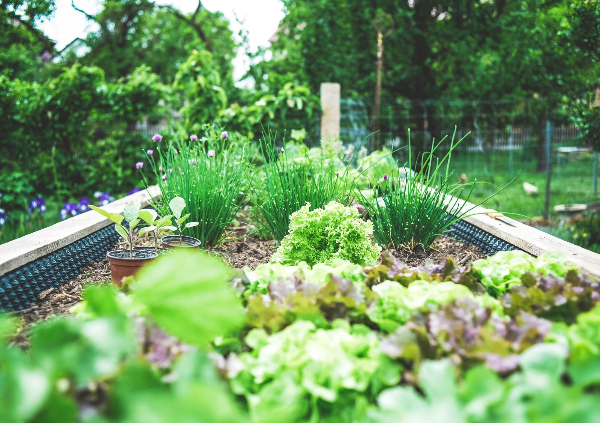 Ako používať biostimulanty ekofertile®plant a microfertile®plant