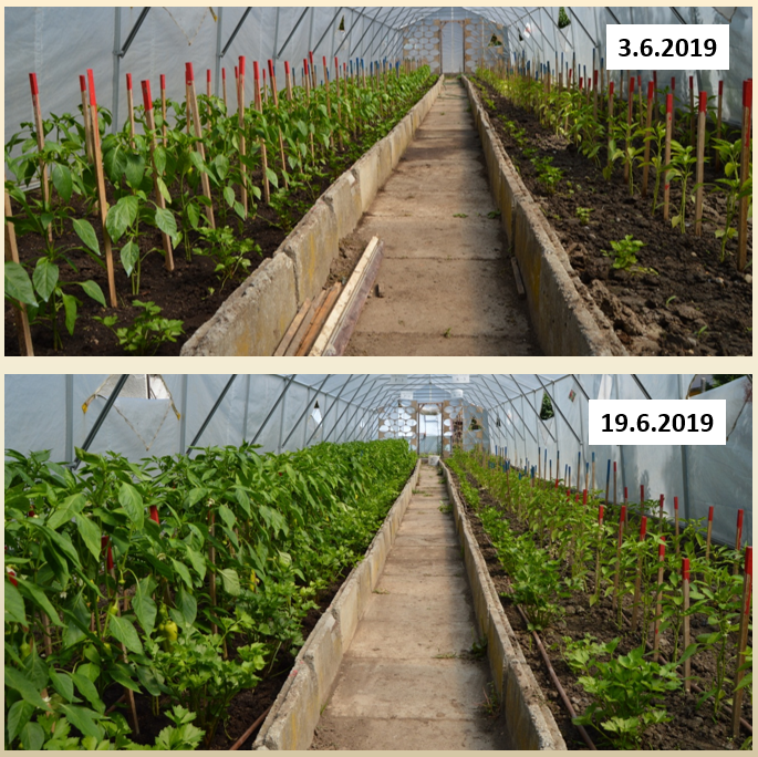 Výskum vermikompost na papriku