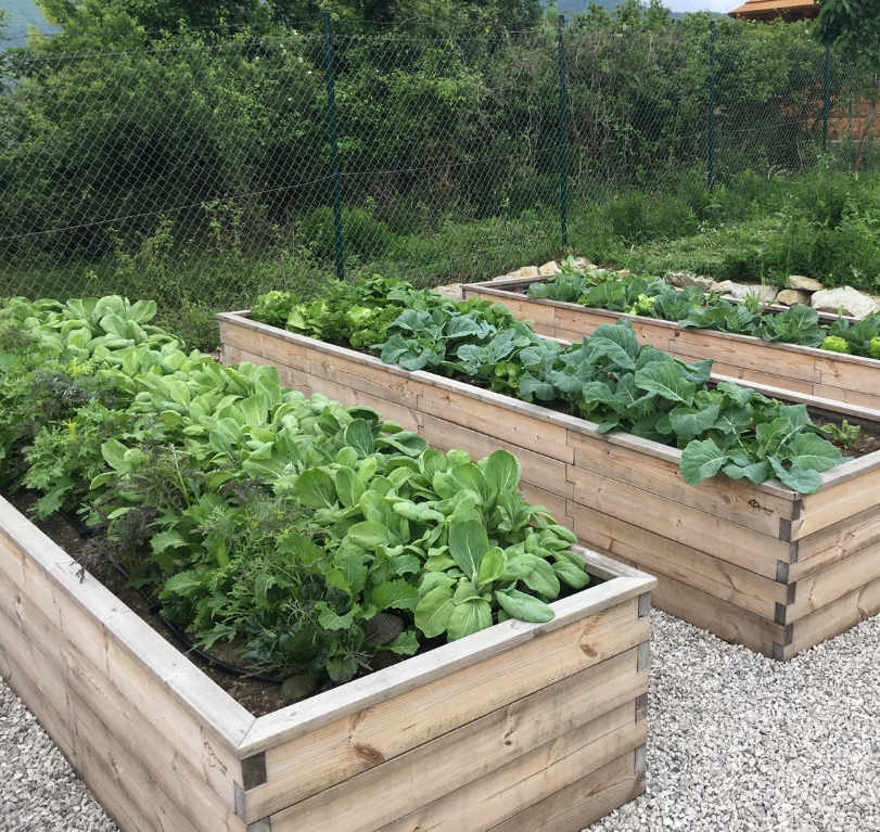 VYVÝŠENÝ ZÁHON GROW CUBE THERMO BOROVICA L