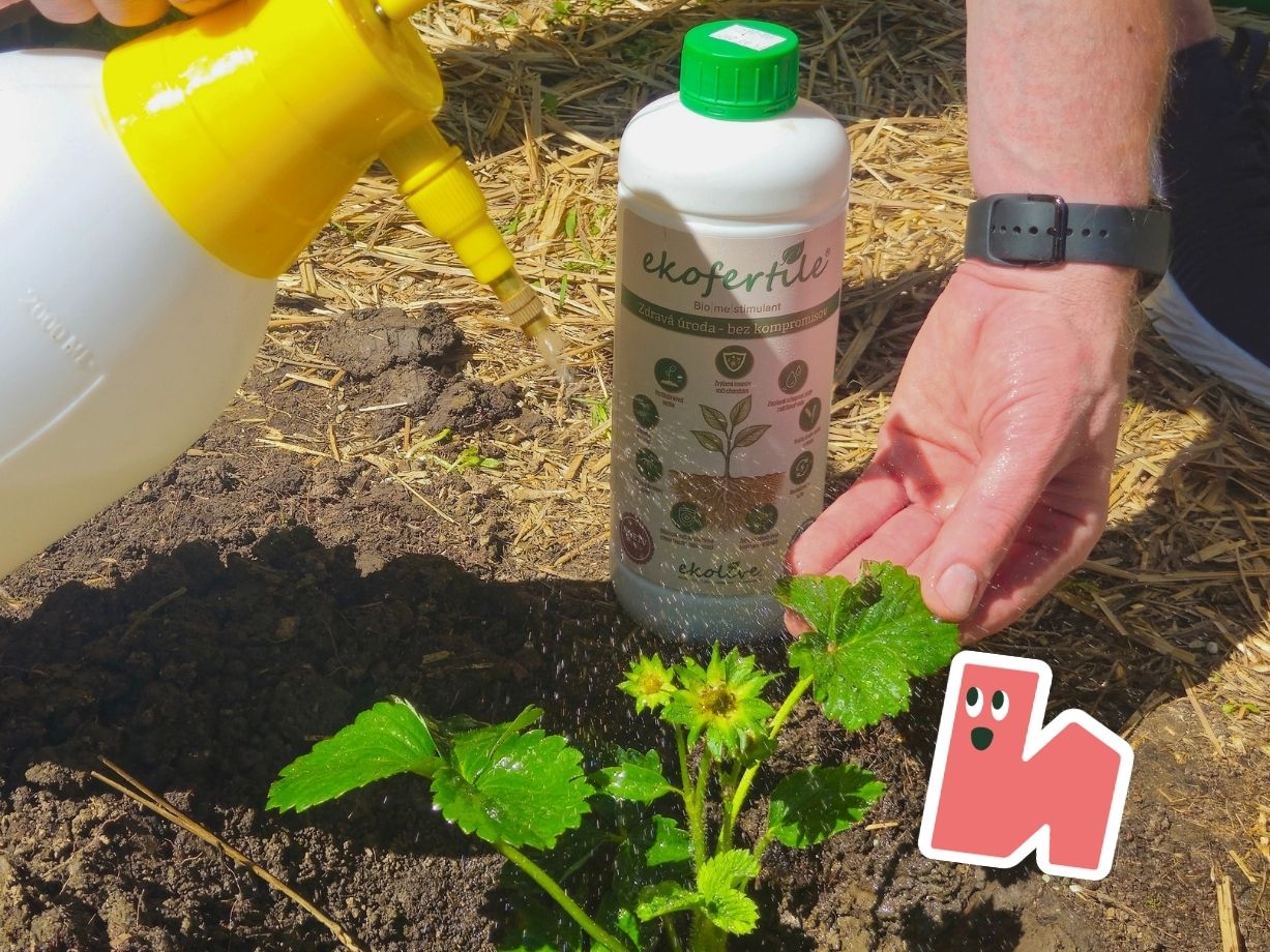 Aplikácia biostimulantu Ekofertile na list
