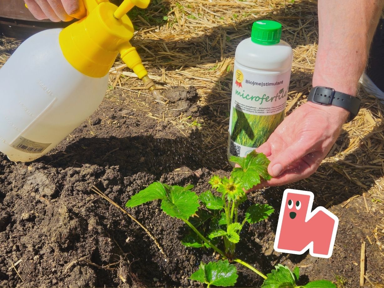 Aplikácia biostimulantu Microfertile na list