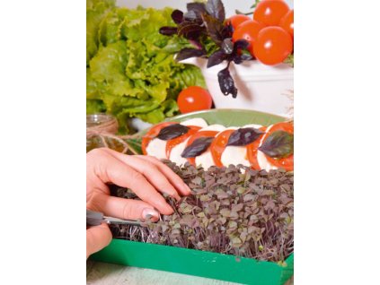 Mikrozelenina Bazalka