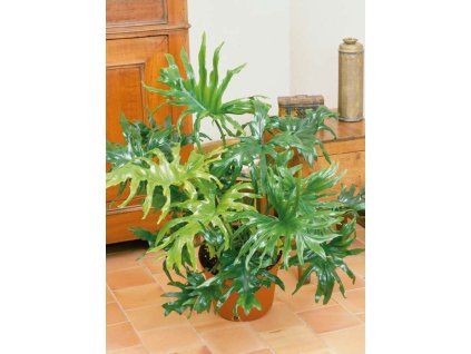 Izbová rastlina - Philodendron