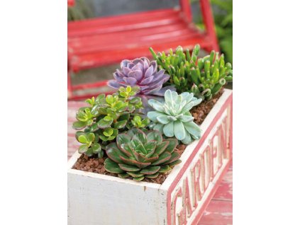 Izbové rastliny - Sukulenty mix
