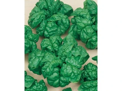 Špenát siaty - Matador