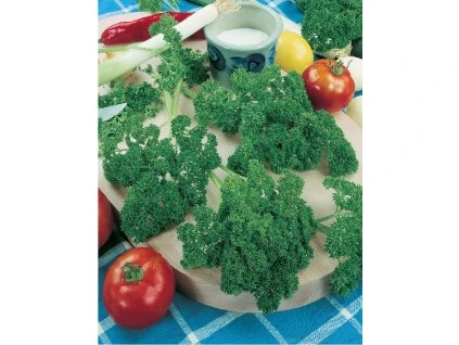 Petržlen kučeravý - vňaťový Astra