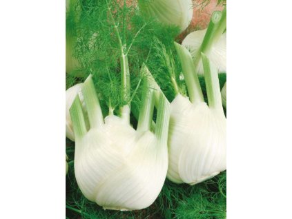 Fenikel obyčajný – De Florencia