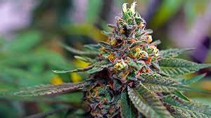 9H-HHC: Nový kanabinoid, o ktorom hovorí celý trh. Je to ďalší trend alebo začiatok novej éry?