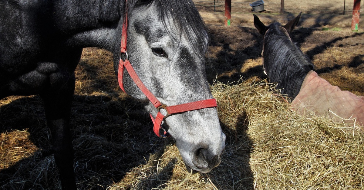 Jak na výživu staršího koně?