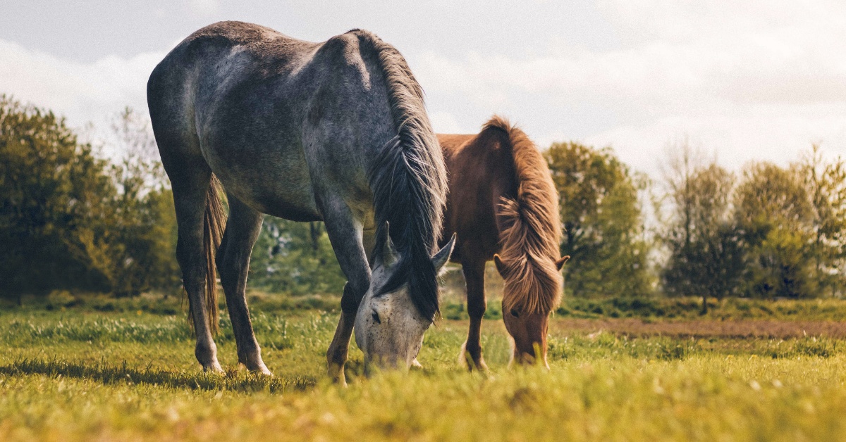 Jarní pastva pro koně: Jak předejít kolikám a laminitidě?
