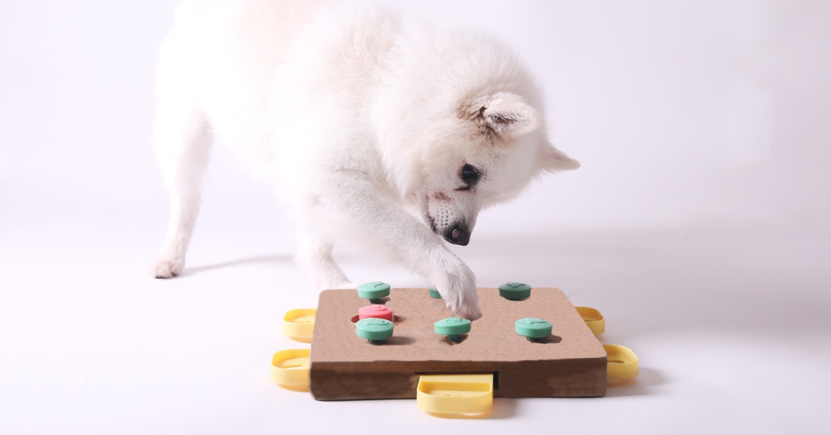 Šťastnější pes i kočka? Hlavolamy zabaví a sníží stres