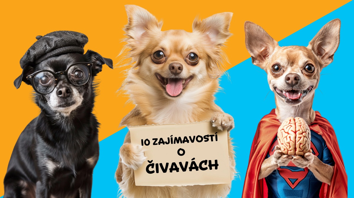 10 největších zajímavostí o čivavách