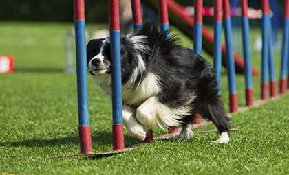 Agility