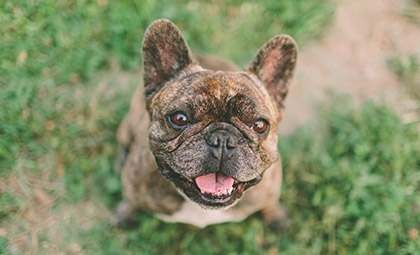 Antiparazitika chrání Vašeho mazlíčka