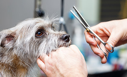 Stříhání psů v HappyZoo