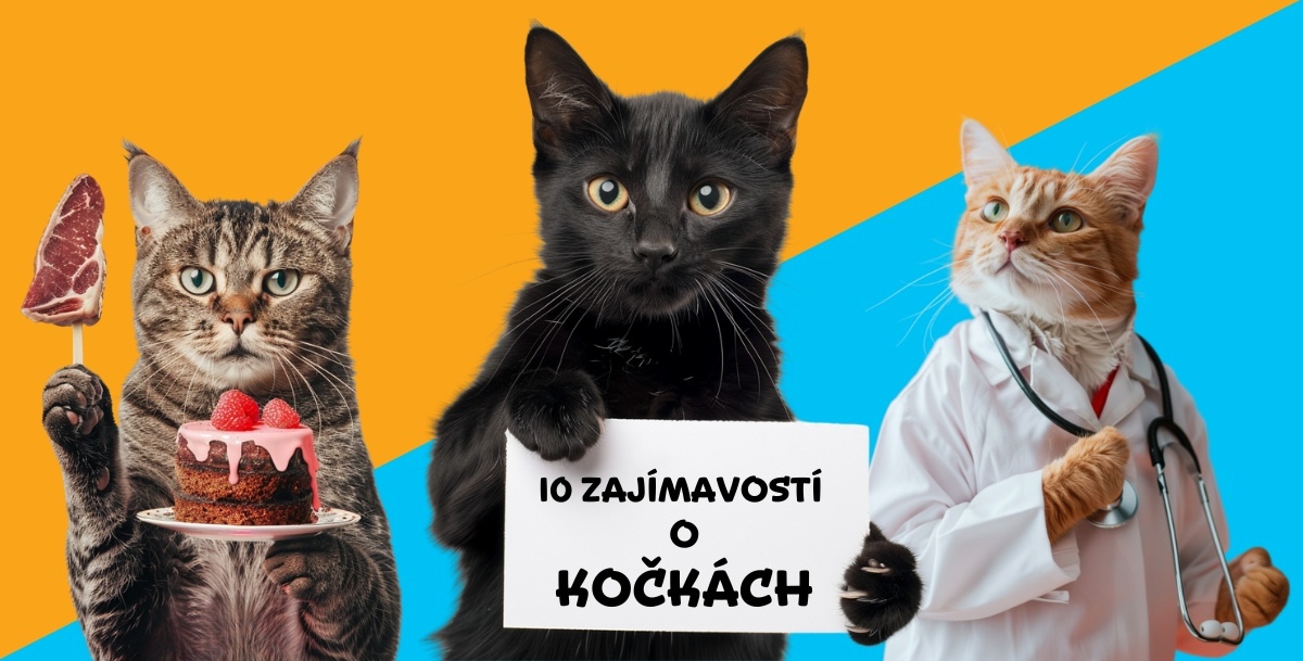 10 fascinujících zajímavostí o kočkách