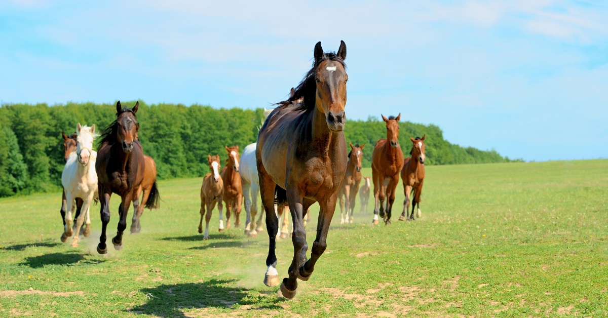 Kdy koně potřebují elektrolyty? Jak je správně podávat?