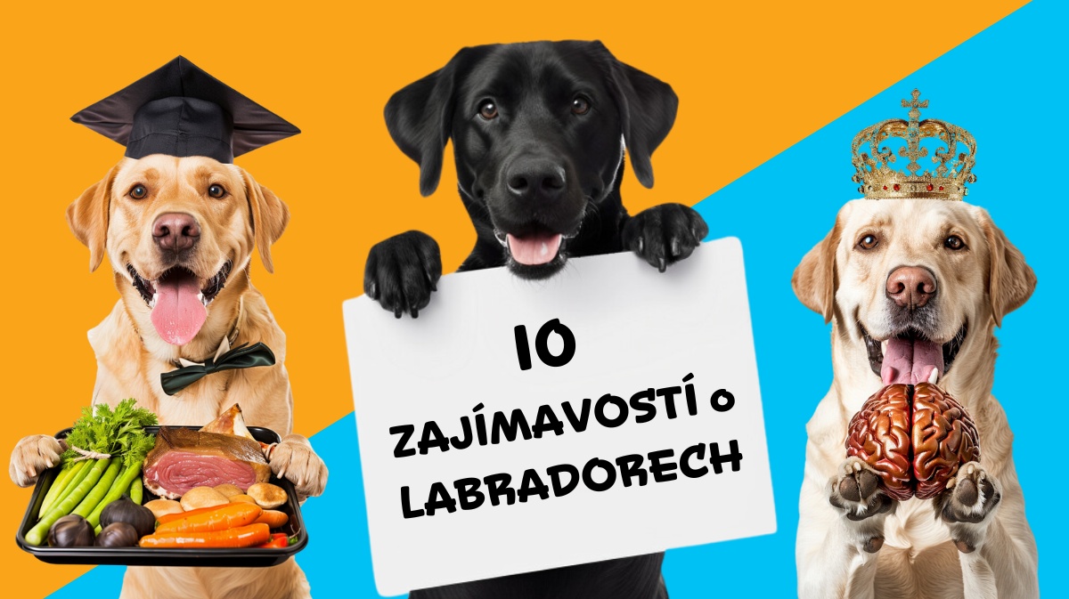 10 největších zajímavostí o labradorech
