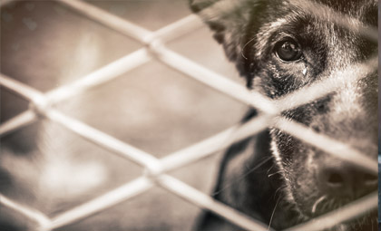 10. ročník vánoční sbírky pro opuštěná zvířata na prodejnách HappyZoo