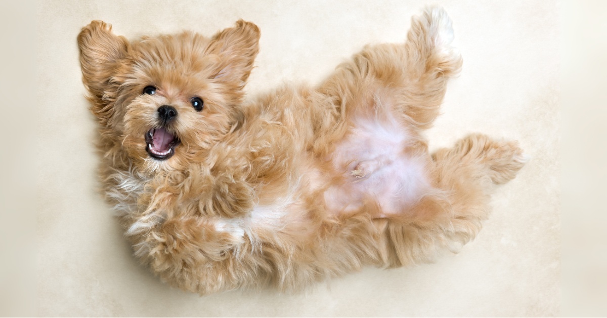 10 věcí, které nesmí chybět ve výbavě pro štěně