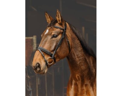 Uzdečka NORTON PRO Apophyse s anglickým nánosníkem černá PONY