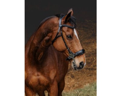 Uzdečka hackamore NORTON PRO havana COB
