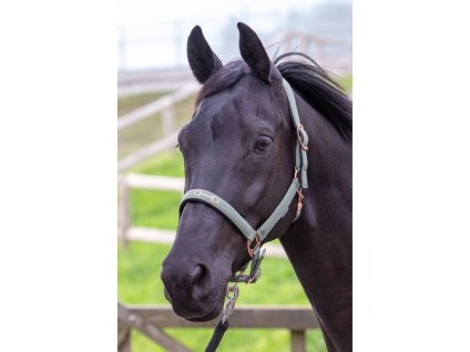 Ohlávka HARRY'S HORSE Bit zelená PONY