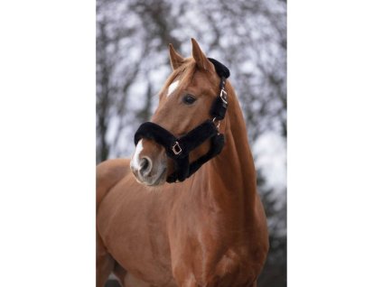 Ohlávka EQUITHEME Teddy Pink Gold black FULL (DOPRODEJ)