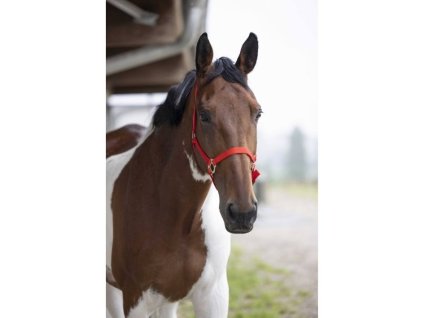 Ohlávka NORTON Double Thickness červená PONY