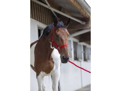Ohlávka s vodítkem RIDING WORLD Club red SHETTY