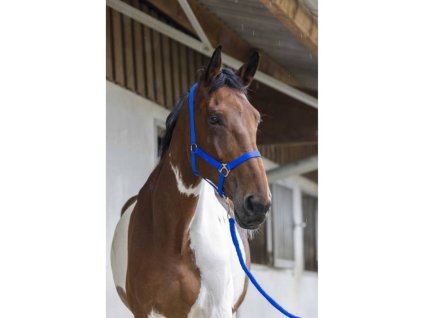 Ohlávka s vodítkem RIDING WORLD Club royal blue SHETTY