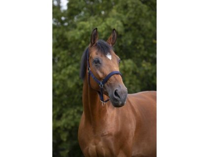 Ohlávka NORTON Nylon Neopren tmavě modrá PONY