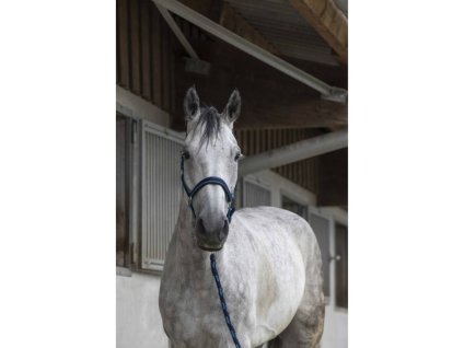 Ohlávka s vodítkem EQUITHEME Satiné marine/turquoise COB