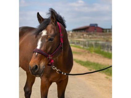 Ohlávka EQUITHEME Nylon Strass burgundy COB