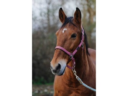 Ohlávka EQUITHEME Spring pink FULL